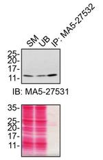 CHCHD10 Antibody in Immunoprecipitation (IP)