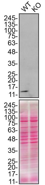 CHCHD10 Antibody in Western Blot (WB)