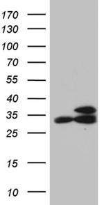 RPL7A Antibody in Western Blot (WB)