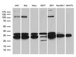 RPL7A Antibody in Western Blot (WB)