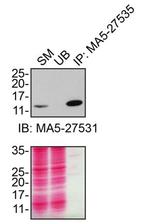 CHCHD10 Antibody in Immunoprecipitation (IP)