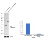 SCD Antibody