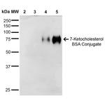 7-Ketocholesterol Antibody in Western Blot (WB)