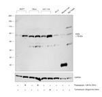 KDEL Antibody in Western Blot (WB)