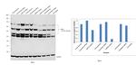 KDEL Antibody