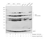 KDEL Antibody in Western Blot (WB)