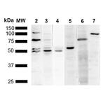 KDEL Antibody in Western Blot (WB)