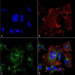 NPAS4 Antibody in Immunocytochemistry (ICC/IF)