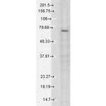 TRPV3 Antibody in Western Blot (WB)