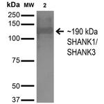 SHANK3 Antibody in Western Blot (WB)