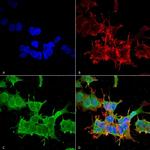 Spectrin beta-4 Antibody in Immunocytochemistry (ICC/IF)