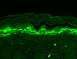 SHANK1 Antibody in Immunohistochemistry (Paraffin) (IHC (P))