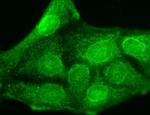 KCNMB3 Antibody in Immunocytochemistry (ICC/IF)