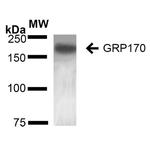 HYOU1 Antibody in Western Blot (WB)