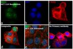 MDC1 Antibody in Immunocytochemistry (ICC/IF)