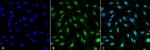 MDC1 Antibody in Immunocytochemistry (ICC/IF)