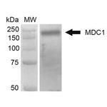 MDC1 Antibody in Western Blot (WB)