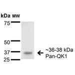 QKI Antibody in Western Blot (WB)