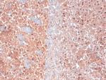 KCNQ4 Antibody in Immunohistochemistry (Frozen) (IHC (F))