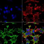 PTPRF Antibody in Immunocytochemistry (ICC/IF)