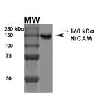 NRCAM Antibody in Western Blot (WB)