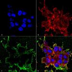 LRP4 Antibody in Immunocytochemistry (ICC/IF)