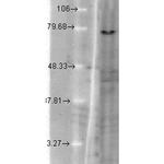 KCNQ1 Antibody in Western Blot (WB)