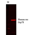 GRP78 Antibody in Western Blot (WB)