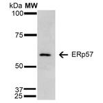 ERp57 Antibody in Western Blot (WB)