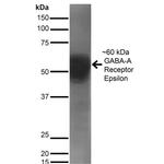 GABRE Antibody in Western Blot (WB)