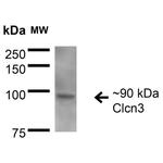 CLCN3 Antibody in Western Blot (WB)