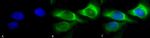 SERPINH1 Antibody in Immunocytochemistry (ICC/IF)