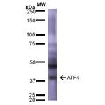 ATF4 Antibody in Western Blot (WB)