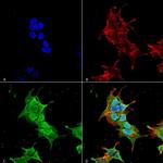 Ankyrin 1 Antibody in Immunocytochemistry (ICC/IF)