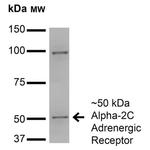 alpha-2c Adrenergic Receptor Antibody in Western Blot (WB)