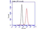 IBA1 Antibody in Flow Cytometry (Flow)