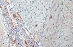 IBA1 Antibody in Immunohistochemistry (Paraffin) (IHC (P))