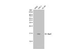 IBA1 Antibody in Western Blot (WB)