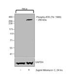 Phospho-ATR (Thr1989) Antibody in Western Blot (WB)