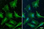 Cofilin Antibody in Immunocytochemistry (ICC/IF)