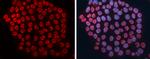 DCK Antibody in Immunocytochemistry (ICC/IF)