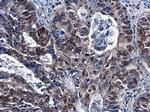 DCK Antibody in Immunohistochemistry (Paraffin) (IHC (P))