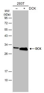 DCK Antibody in Western Blot (WB)