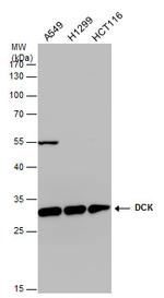 DCK Antibody in Western Blot (WB)