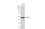 ENO1 Antibody in Western Blot (WB)