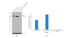 FASN Antibody in Western Blot (WB)