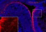 Glutamine Synthetase Antibody in Immunohistochemistry (Frozen) (IHC (F))