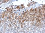 Glutamine Synthetase Antibody in Immunohistochemistry (Paraffin) (IHC (P))