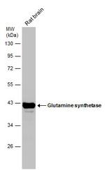 Glutamine Synthetase Antibody in Western Blot (WB)