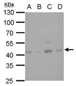 Glutamine Synthetase Antibody in Western Blot (WB)